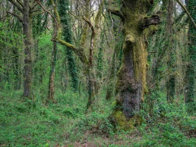 Gerecse Glamping látnivalók tanösvény arborétum
